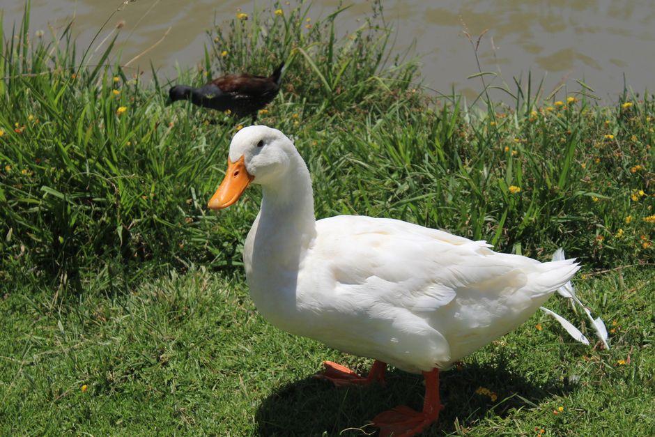White Duck on Grass