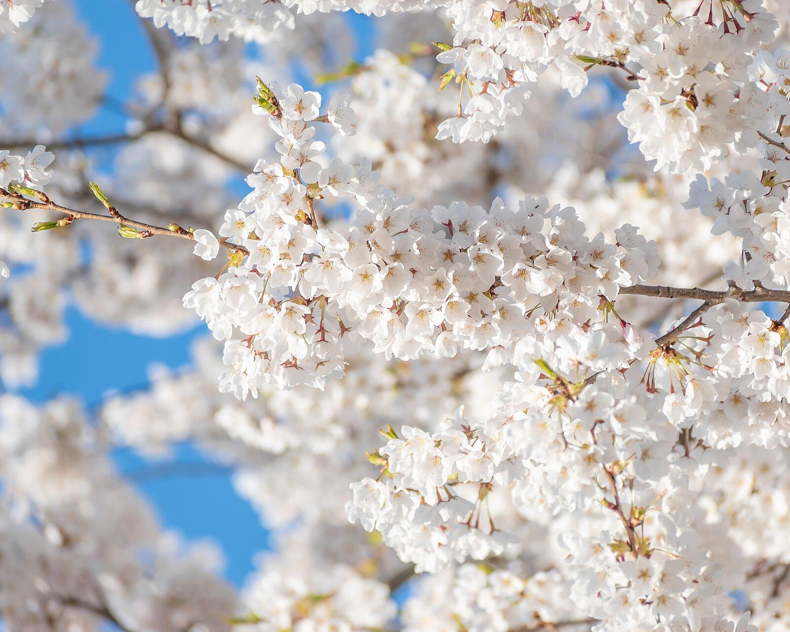 Cherry Blossom in High Park 61