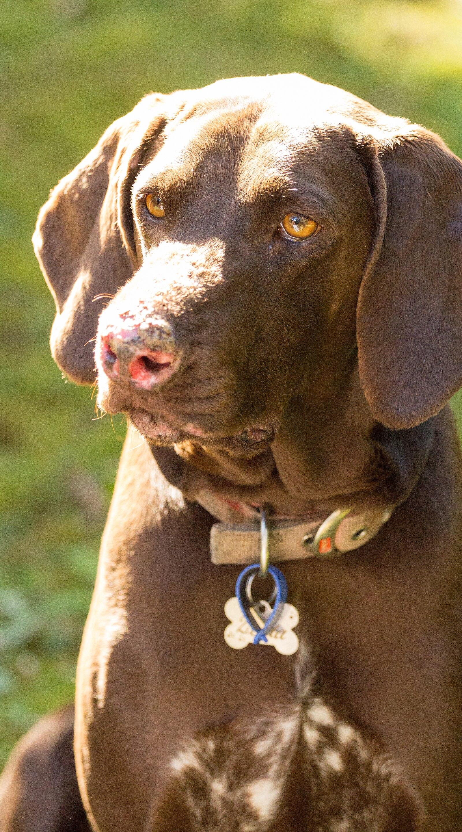 2016 11 19 Dogs in the garden 0006